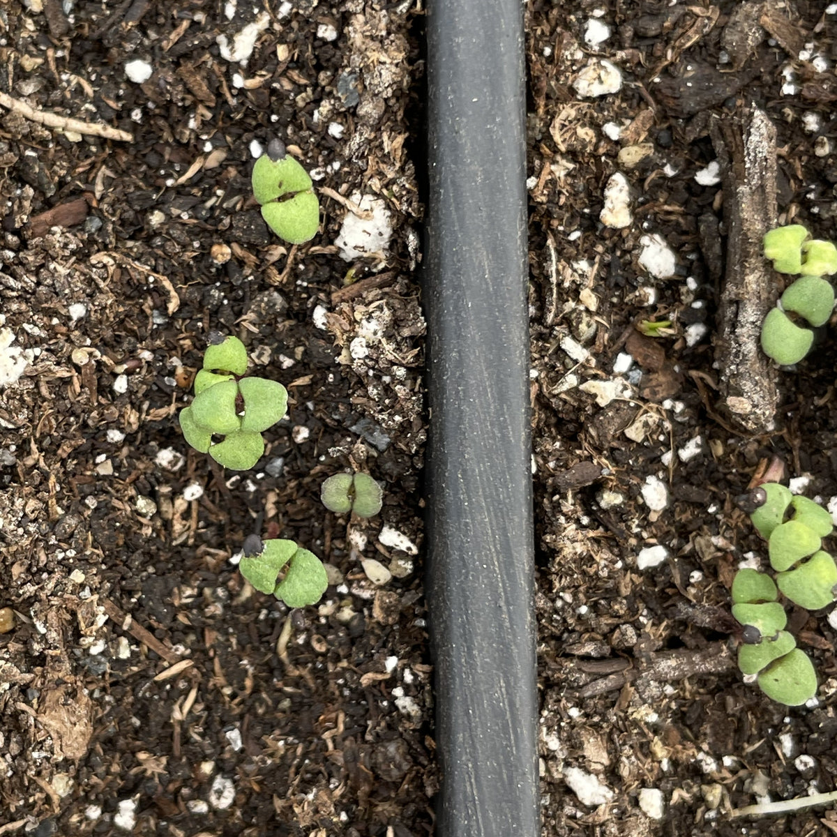 German thyme herb seedlings from Hudson Valley Seed Co. in small pots, ready for planting in the garden.