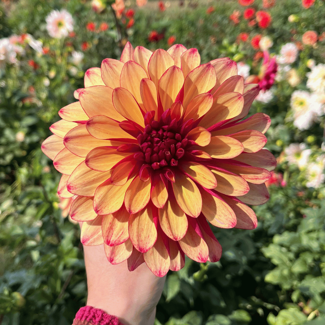 Bright orange Gitts Crazy Dahlia flower tuber from Hudson Valley Seed Co., showcasing vibrant petals and lush green foliage.
