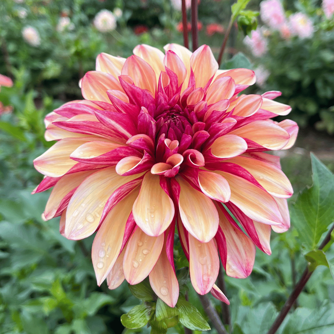 Bright yellow and orange Gitts Crazy Dahlia flower tuber from Hudson Valley Seed Co. with vibrant petals and lush green leaves.