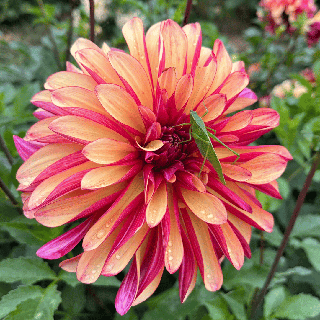 Bright orange and pink Gitts Crazy Dahlia flower tuber from Hudson Valley Seed Co. showcases vibrant, layered petals.