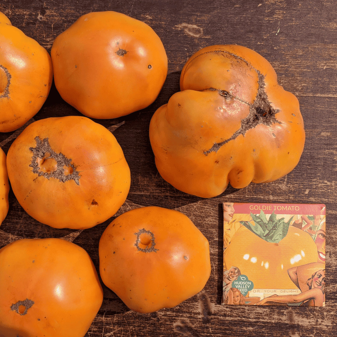Golden Goldie tomato seedlings from Hudson Valley Seed Co., vibrant young vegetable plants ready for planting.