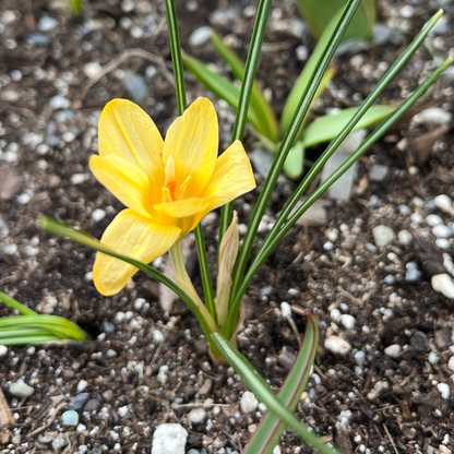 Bright yellow Crocus chrysanthus &