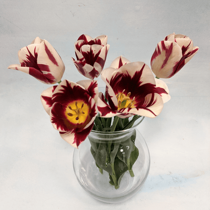 Bright tulip flower from Hudson Valley Seed Co., variety Grand Perfection, with vibrant petals and green leaves.