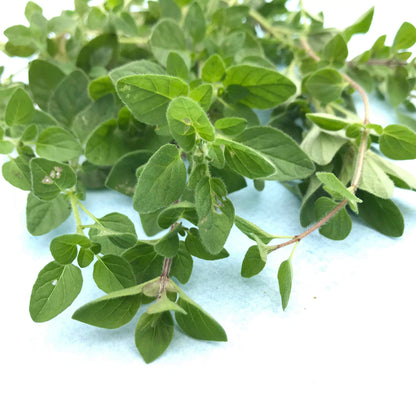 Fresh Greek oregano herb from Hudson Valley Seed Co., showing vibrant green leaves and woody stems.