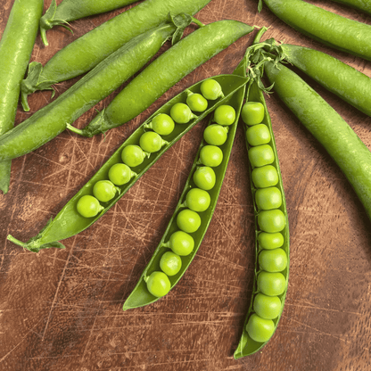 Fresh Green Arrow Shell Pea from Hudson Valley Seed Co., featuring vibrant green pods and lush foliage.