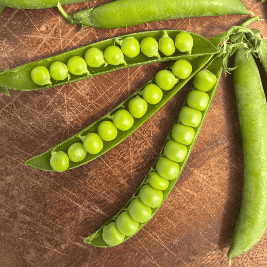 Fresh Green Arrow Shell Pea from Hudson Valley Seed Co., showing vibrant green pods on a garden plant.