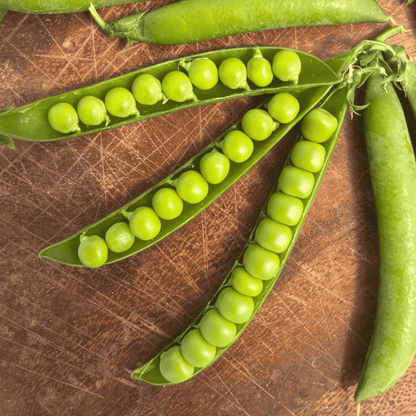Fresh Green Arrow Shell Pea from Hudson Valley Seed Co., showing vibrant green pods on a garden plant.