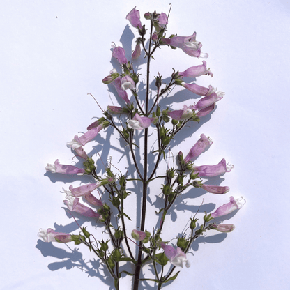 Hairy Beardtongue - PollinateHV Local Ecotype Seedling