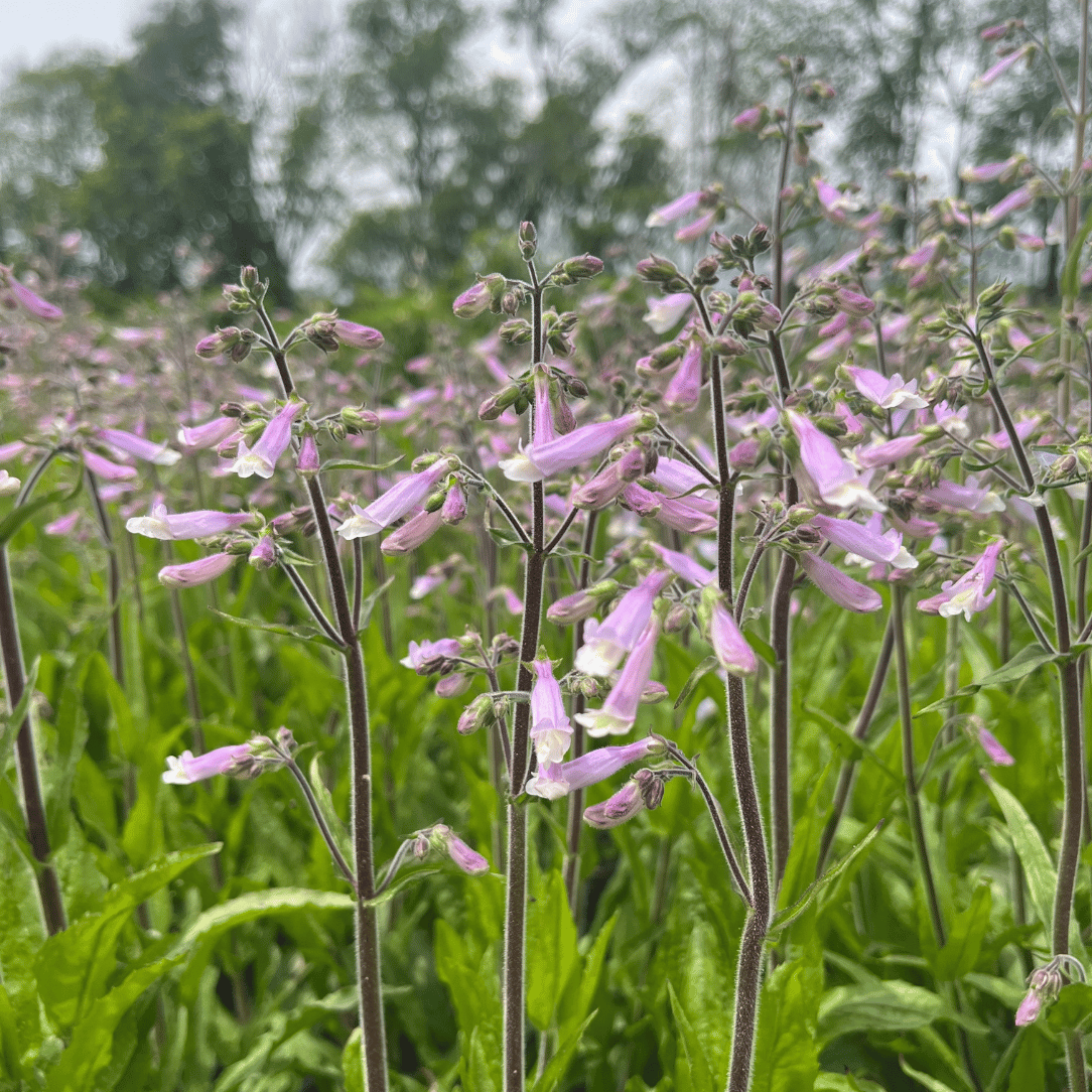 Hairy Beardtongue - PollinateHV Local Ecotype Seedling