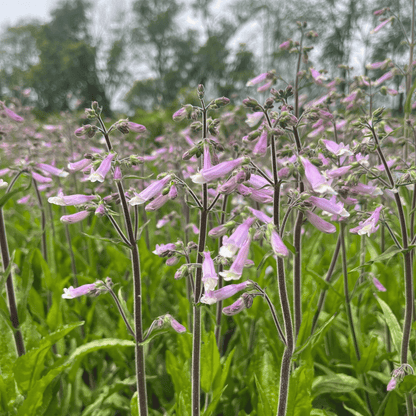 Hairy Beardtongue - PollinateHV Local Ecotype Seedling
