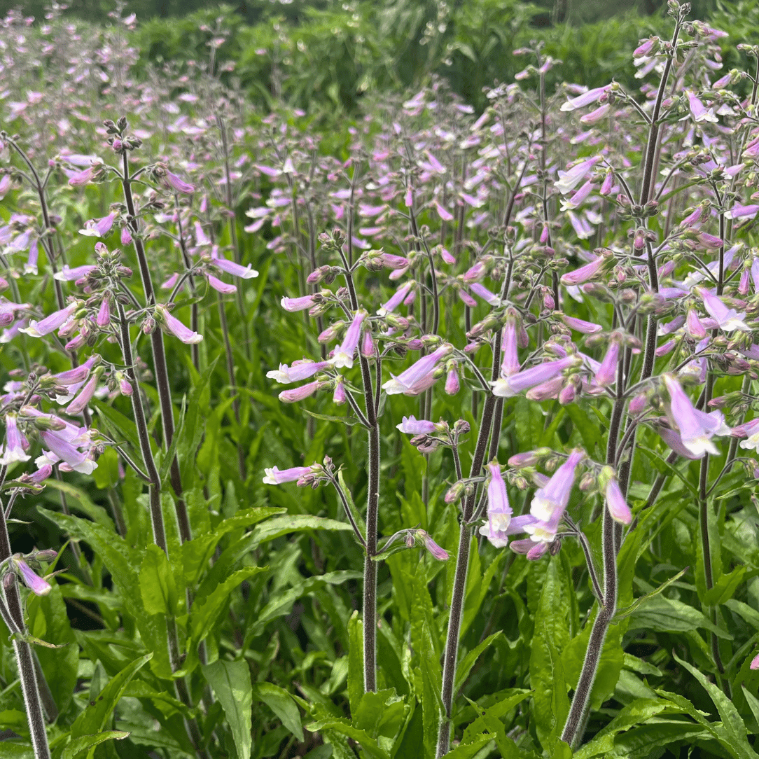 Hairy Beardtongue - PollinateHV Local Ecotype Seedling