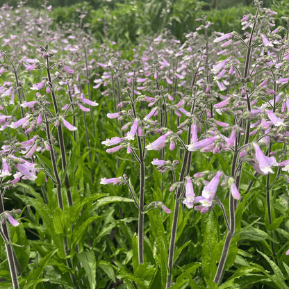Hairy Beardtongue - PollinateHV Local Ecotype Seedling