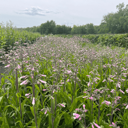 Hairy Beardtongue - PollinateHV Local Ecotype Seedling