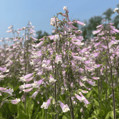 Hairy Beardtongue - PollinateHV Local Ecotype Seedling