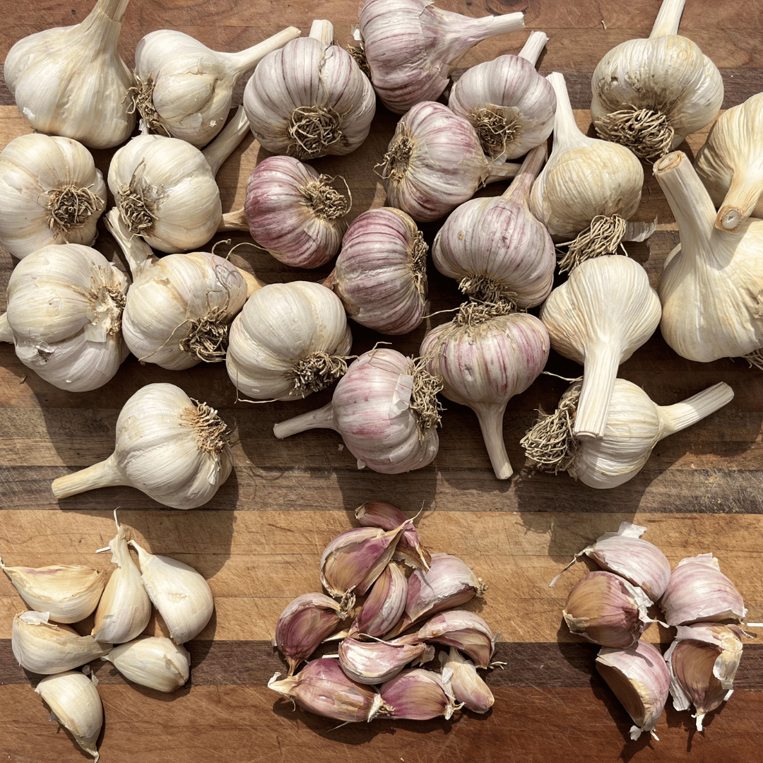 Hardneck garlic variety pack from Hudson Valley Seed Co., showcasing different garlic bulbs and cloves for planting or cooking.