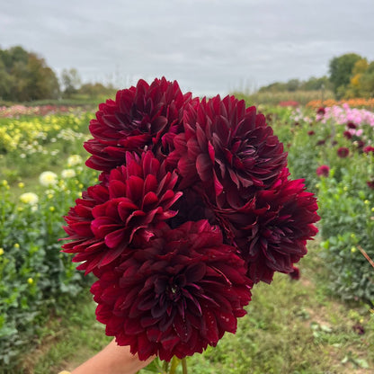 Dark red Hollyhill Black Widow Dahlia flower tuber from Hudson Valley Seed Co. with vibrant, lush blooms and healthy foliage.