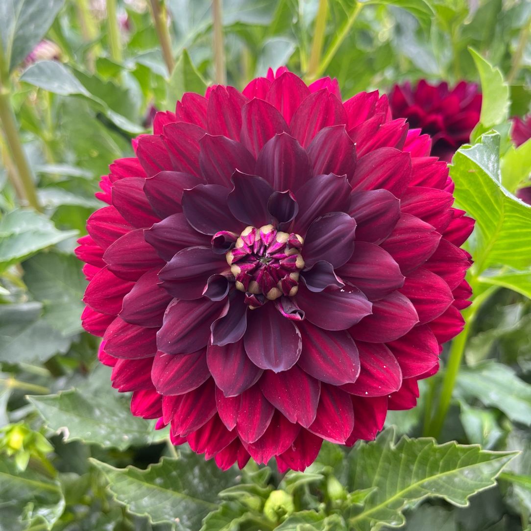 Black Widow Dahlia flower tuber from Hudson Valley Seed Co., showcasing vibrant blooms and healthy tubers on a garden backdrop.