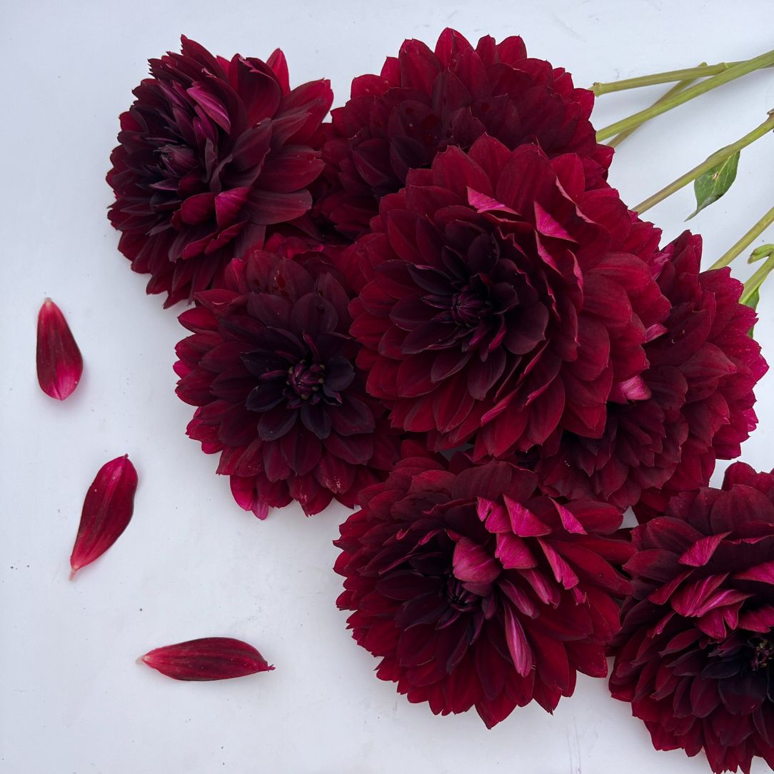 Dark red Hollyhill Black Widow Dahlia flower tuber from Hudson Valley Seed Co. with vibrant, intricate petals and lush green foliage.