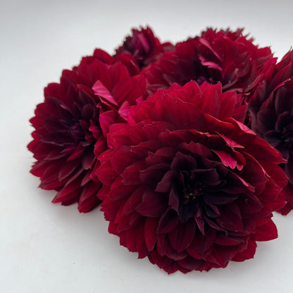 Black Widow Dahlia flower tuber from Hudson Valley Seed Co. with vibrant blooms and lush green foliage.