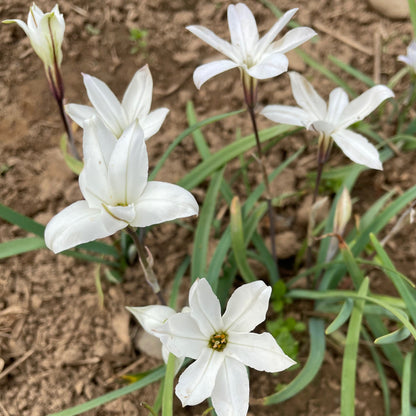 Bright Ipheion uniflorum &