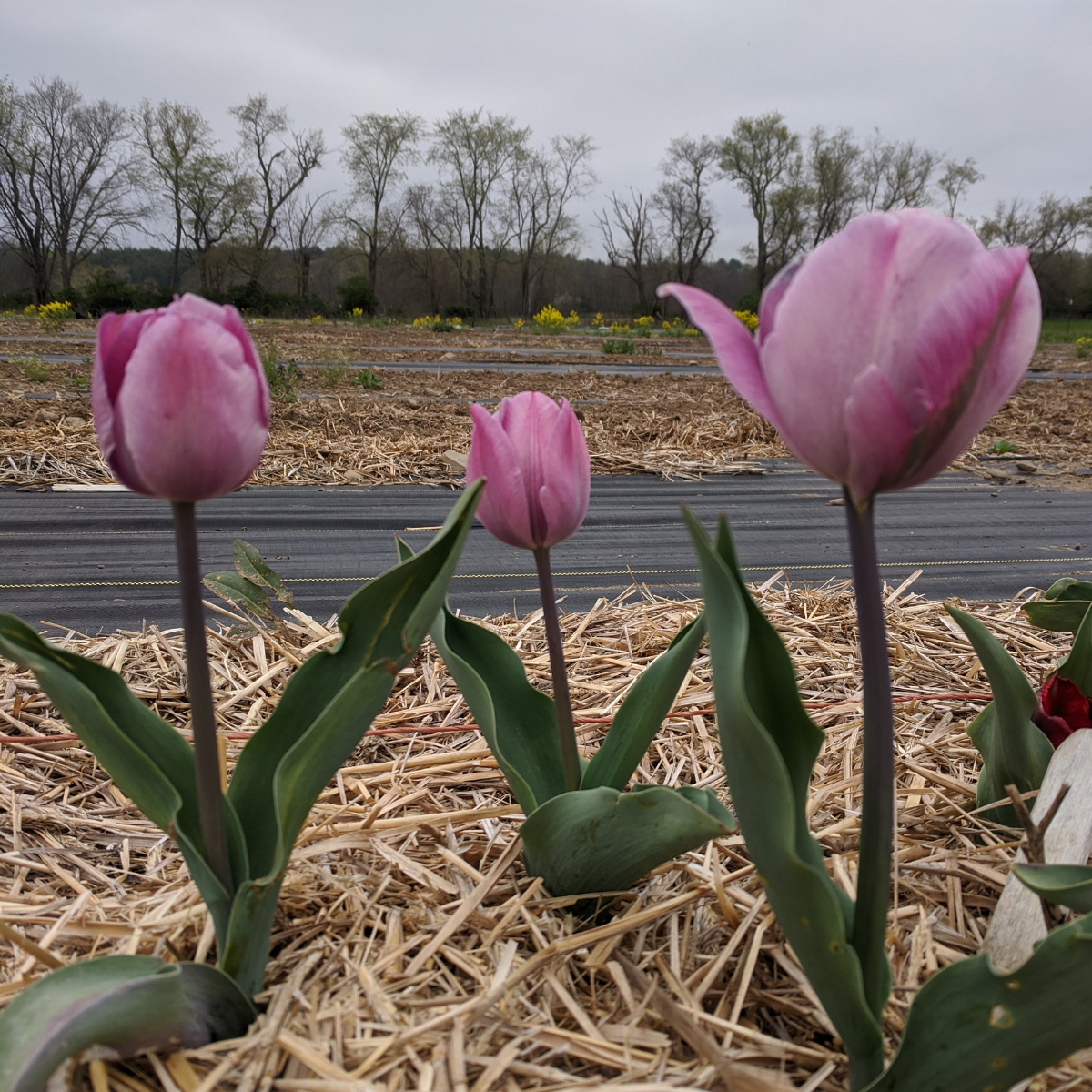 Bright yellow Tulip &