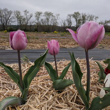 Bright yellow Tulip &