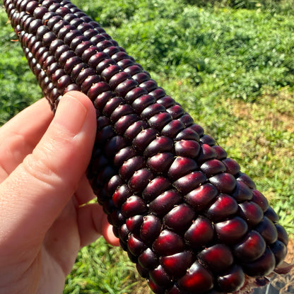Japonica striped corn from Hudson Valley Seed Co. showcasing vibrant, multicolored ears of fresh, striped corn vegetables.