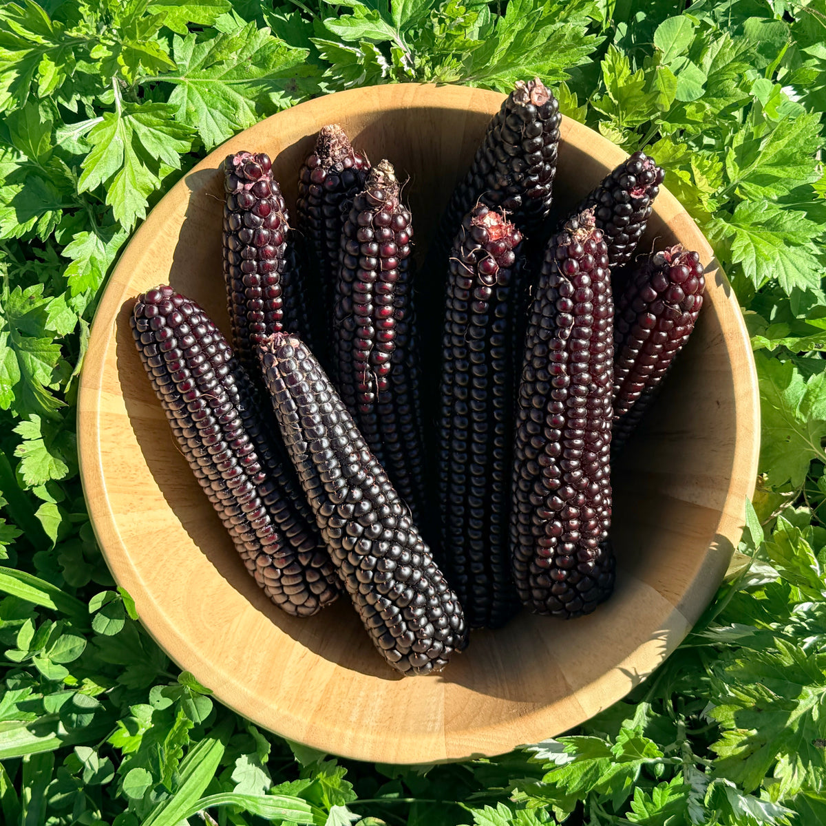 Close-up of Hudson Valley Seed Co.&