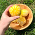 Fresh lemon cucumber vegetable from Hudson Valley Seed Co. with bright yellow and green striped skin, sliced to show crisp interior.
