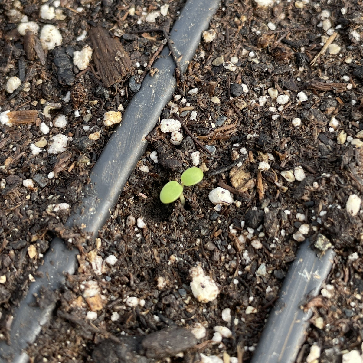 Healthy lemon balm herb seedlings with vibrant green leaves, ready for planting in a garden.
