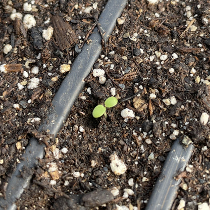 Healthy lemon balm herb seedlings with vibrant green leaves, ready for planting in a garden.