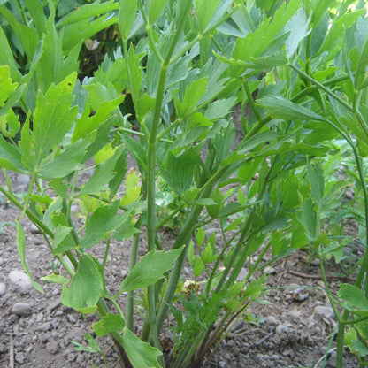 Fresh Hudson Valley Seed Co. Lovage herb with green leaves and stems, ideal for culinary use and garnishing.