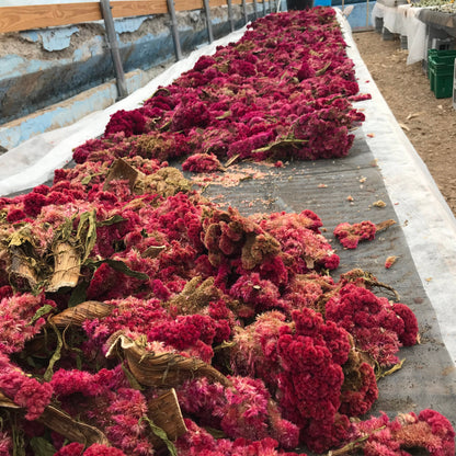 Bright magenta Mammoth Celosia flower seedlings by Hudson Valley Seed Co., showcasing vibrant, healthy flower plants.
