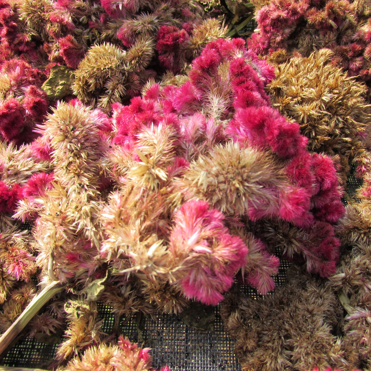 Mammoth Magenta Celosia flower seedlings by Hudson Valley Seed Co. with vibrant magenta blooms and lush green foliage.