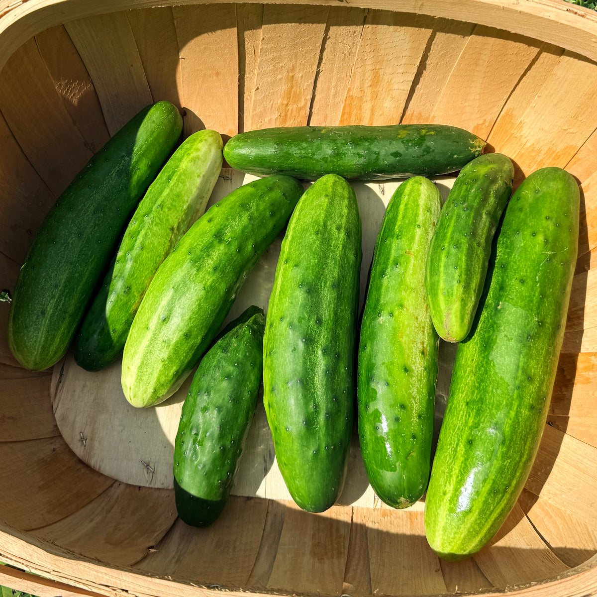 Fresh Marketmore 76 cucumber from Hudson Valley Seed Co., showcasing plump, dark green vegetables on the vine.
