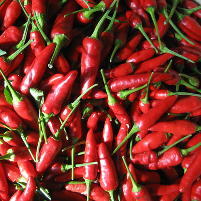 Colorful matchbox-shaped peppers from Hudson Valley Seed Co., fresh vegetables with vibrant red, orange, and yellow hues.