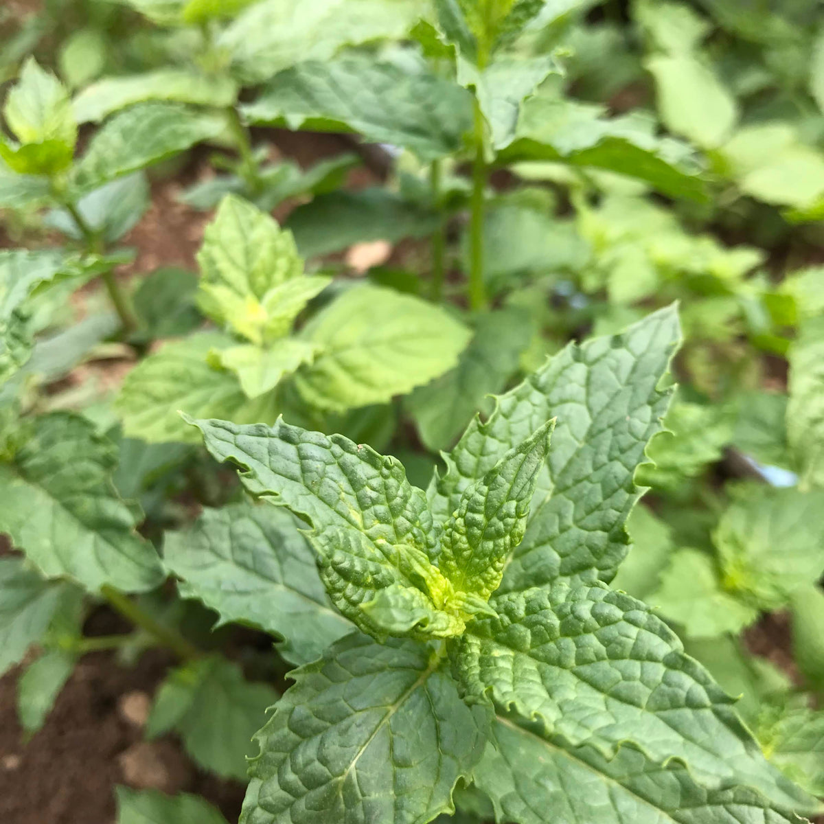 Fresh green mint herbs from Hudson Valley Seed Co. with vibrant leaves, ideal for culinary use and herbal teas.