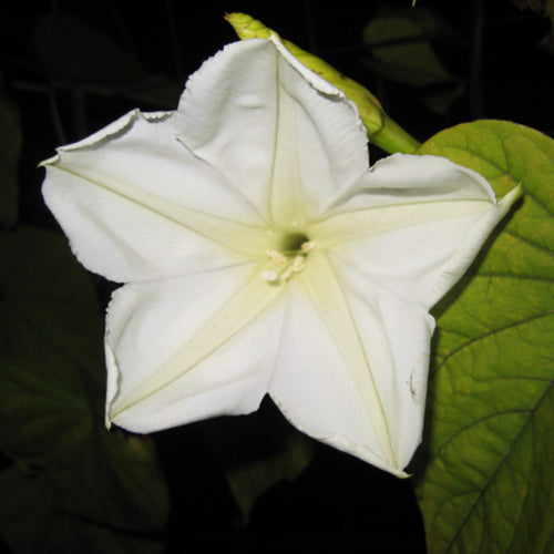 Moonflower flower from Hudson Valley Seed Co. showcasing large white blossoms with heart-shaped leaves in a natural garden setting.