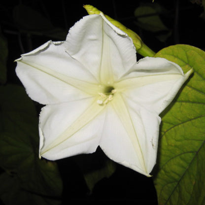 Moonflower flower from Hudson Valley Seed Co. showcasing large white blossoms with heart-shaped leaves in a natural garden setting.
