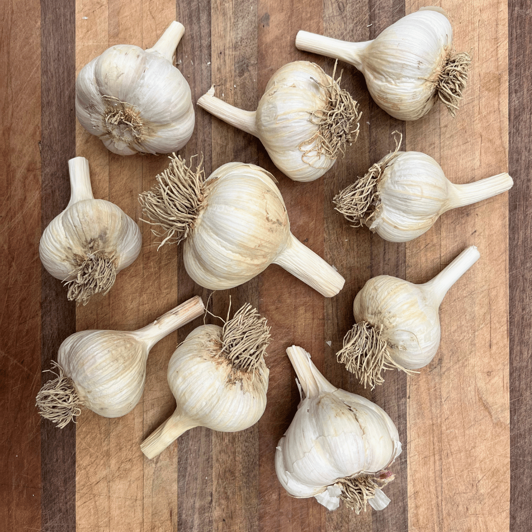 Fresh Music Hardneck Garlic vegetable from Hudson Valley Seed Co., showing multiple garlic bulbs with purple-streaked skins.