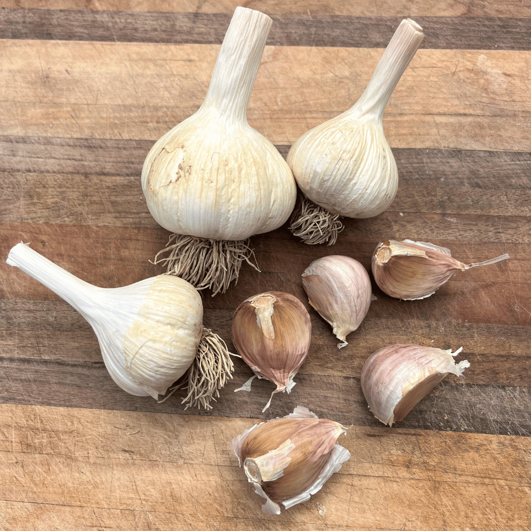 Fresh Music Hardneck Garlic from Hudson Valley Seed Co., showing large, white garlic bulbs with purple streaks and sturdy stems.