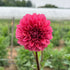 Bright pink Mystique Dahlia flower tuber from Hudson Valley Seed Co. showcasing vibrant petals and lush foliage.