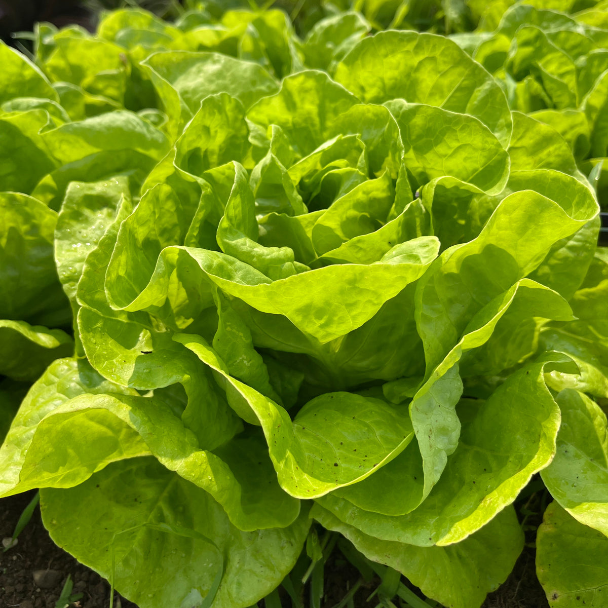 Fresh North Pole Lettuce vegetable from Hudson Valley Seed Co., showcasing green leaves on a healthy head of lettuce.
