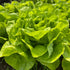 Fresh North Pole Lettuce vegetable from Hudson Valley Seed Co., showcasing green leaves on a healthy head of lettuce.