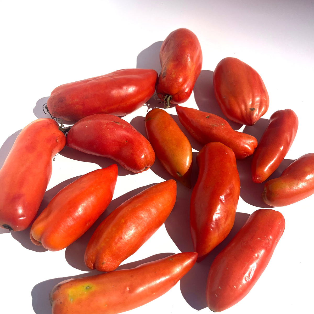 Fresh Opalka tomatoes from Hudson Valley Seed Co., showcasing vibrant red, elongated vegetables with smooth skin and ripe appearance.