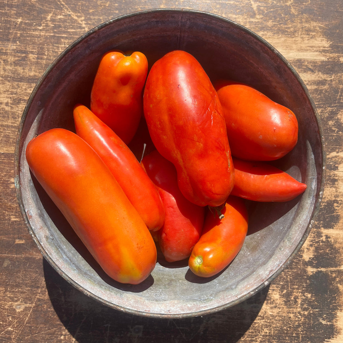 Bright red Opalka tomato from Hudson Valley Seed Co., showcasing its elongated shape and smooth skin, fresh and ripe for harvest.