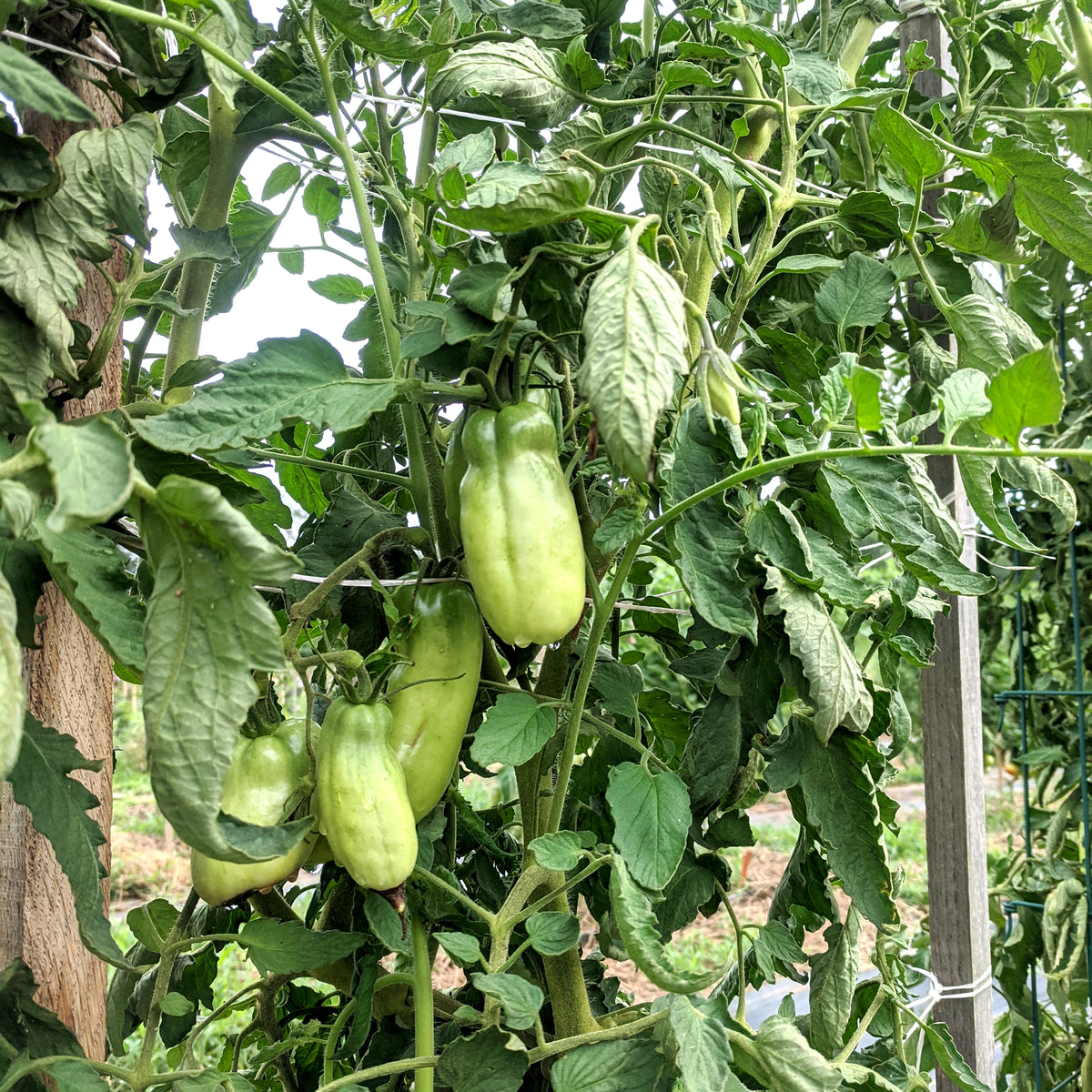 Fresh Opalka tomatoes from Hudson Valley Seed Co., showcasing vibrant, elongated red vegetables on the vine.