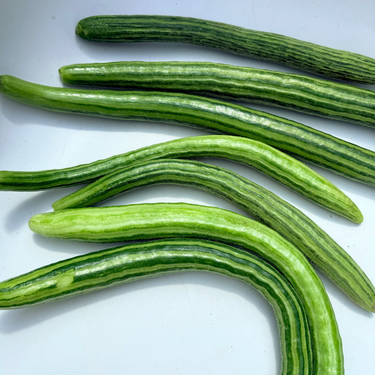 Painted Serpent cucumber vegetable from Hudson Valley Seed Co., showcasing its vibrant, uniquely patterned green and yellow skin.