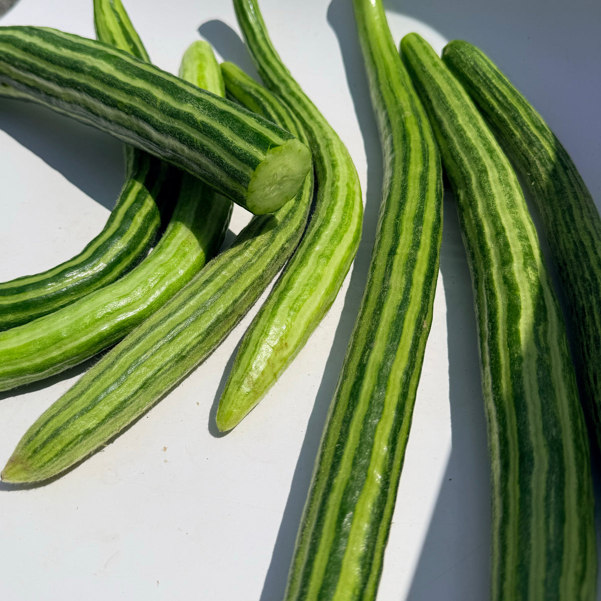 Painted Serpent cucumber vegetable from Hudson Valley Seed Co., showcasing its vibrant, elongated, serpentine shape with colorful painted pattern.