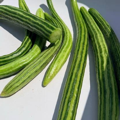 Painted Serpent cucumber vegetable from Hudson Valley Seed Co., showcasing its vibrant, elongated, serpentine shape with colorful painted pattern.